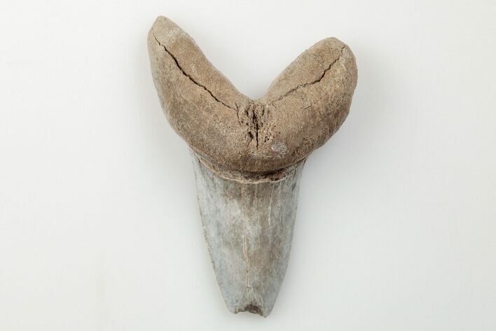 Cretaceous Ginsu Shark (Cretoxyrhina) Tooth - Kansas #203318